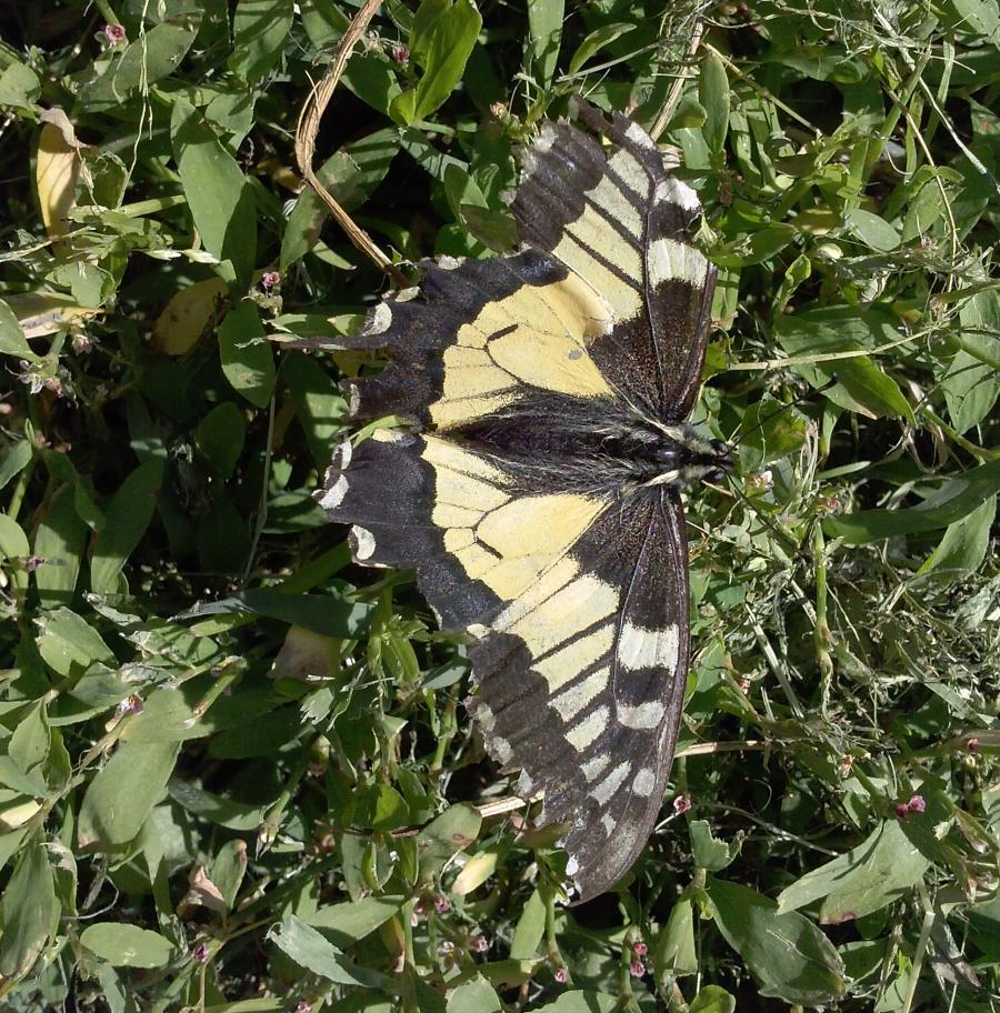 Iphiclides podalirius ?